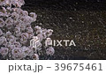 散りゆく桜と桜の川01 39675461