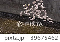 散りゆく桜と桜の川02 39675462