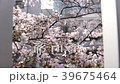 格子から抜ける桜 39675464