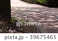 桜の木の下をランニング(足元往復) 39675465