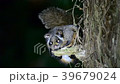 The eyesight of the flying squirrel! 39679024