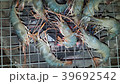 Grilled seafood on the charcoal stove. 39692542