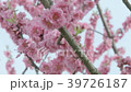 Double cherry blossoms (Peony cherry blossoms) 39726187