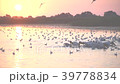 Great white pelicans foraging on water with many 39778834