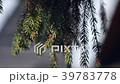 Rocking branches of northern spruce. Macro footage 39783778