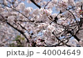 美麗的櫻花綻放春季 40004649