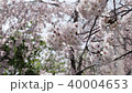 美麗的櫻花綻放春季 40004653