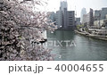 櫻花盛開河春季 40004655
