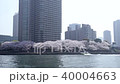 櫻花盛開的隅田川春城 40004663
