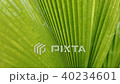 rain drop on green palm leaf nature 40234601
