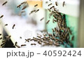 Hives in an apiary 40592424