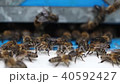 Hives in an apiary 40592427