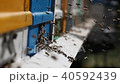 Hives in an apiary 40592439
