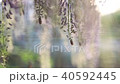Blooming wisteria flowers 40592445