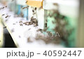 Hives in an apiary 40592447