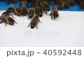 Hives in an apiary 40592448
