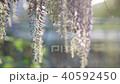 Blooming wisteria flowers 40592450