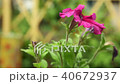 Close up of some beautiful pink hanging petunia flowers are moving in wind 40672937