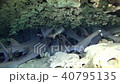 サメ　群れ 40795135