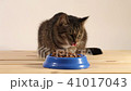 Tabby cat eating cat food from a bowl 41017043