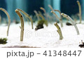チンアナゴが砂から体を出している 41348447