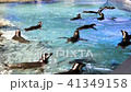 たくさんのペンギンが水の上を泳いでいる 41349158