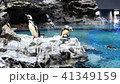 ペンギンが岩の上から水に飛び込んでいる 41349159