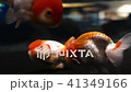 らんちゅうが泳いでいる 41349166