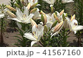 百合の花（ブライトダイヤモンド） 41567160
