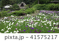 藁葺き屋根の民家と花菖蒲 41575217