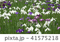 花菖蒲 41575218