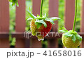 Strawberry fruit with drops 41658016