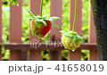 Strawberry fruit with drops 41658019