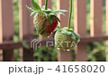 Strawberry fruit with drops 41658020