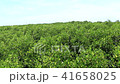 Mangrove wind blows the wind. 41658025