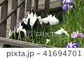 花菖蒲 41694701