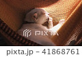 beautiful white cat relaxing in the sun in red hammock. 41868761