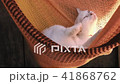 beautiful white cat relaxing in the sun in red hammock. 41868762
