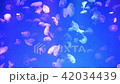 Jellyfish Underwater Footage  42034439