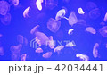 Jellyfish Underwater Footage  42034441