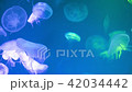 Jellyfish Underwater Footage  42034442