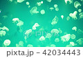 Jellyfish Underwater Footage  42034443