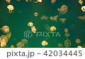 Jellyfish Underwater Footage  42034445