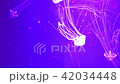 Jellyfish Underwater Footage  42034448