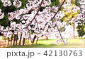 春素材桜の背景素材・沼津門池の満開の桜の花びらひらひら・フィクス9秒横位置音なし 42130763