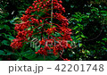 Flower and butterfly 2 42201748
