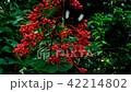 Butterfly that bent down vermillion 42214802