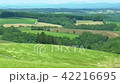 Wheat field of Furano waving with the wind 42216695