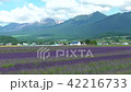 Furano lavender field and Tokachi dake mountains 42216733