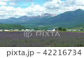 Furano lavender field and Tokachi dake mountains 42216734
